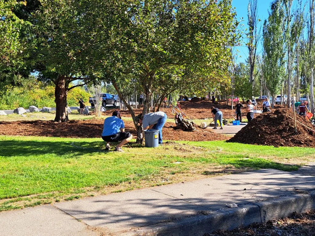 Volunteers spread mulch around the base of several trees.
