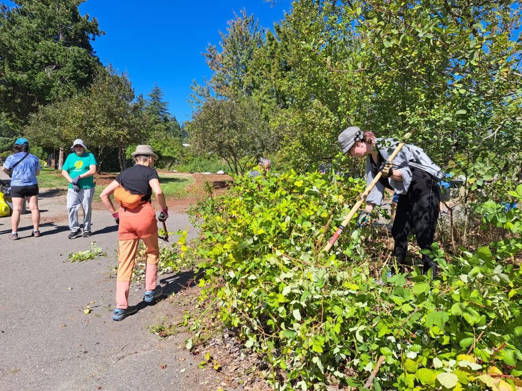 Volunteers spread mulch and clear overgrowth.