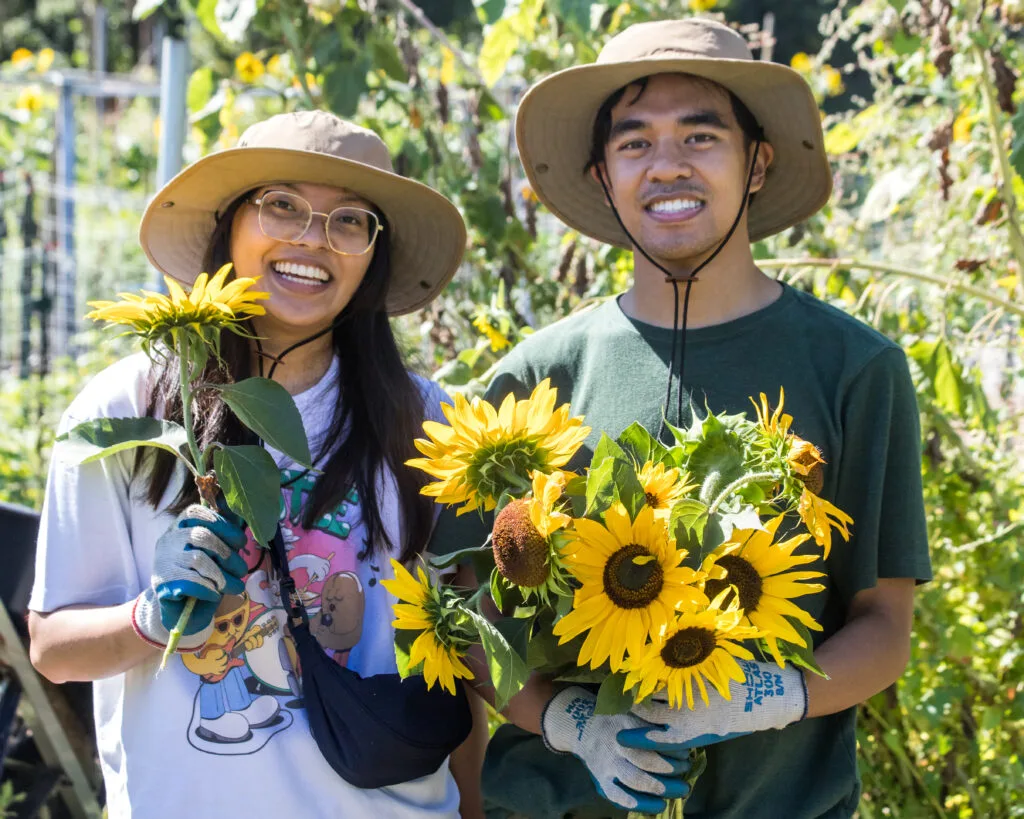 Two people in sunhats smile as they each clutch a bundle of sunflowers.