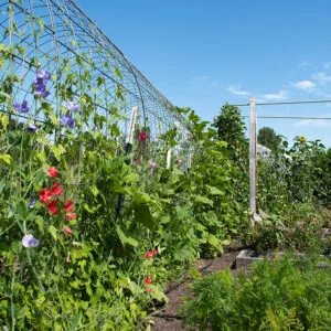 A trellis with purple and red sweet peas climbing up it.