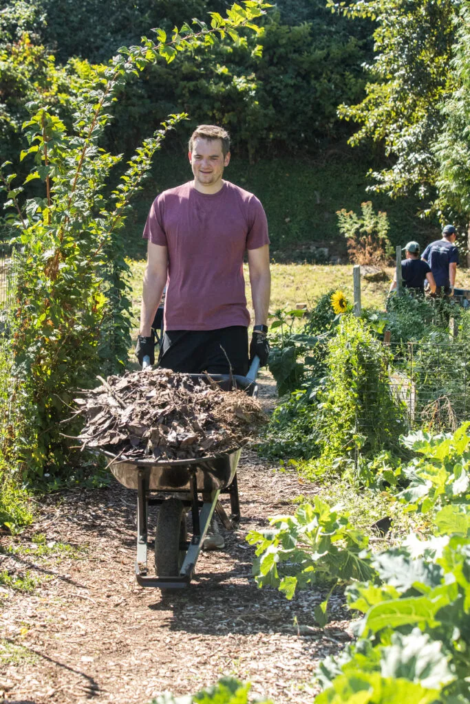 A volunteer in a purple T-shirt and pushes a wheelbarrow between tall rows of plants.