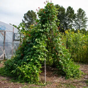 A covered hoophouse to the left of a large tent of scarlet runner beans