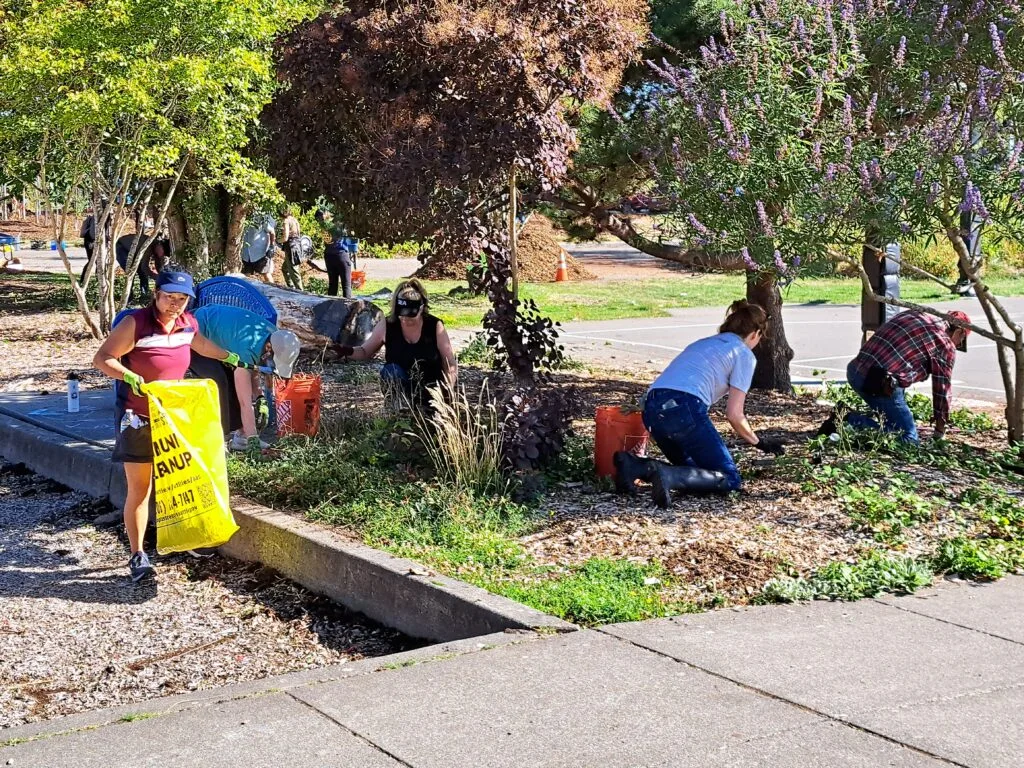Volunteers on their knees spread mulch around trees.
