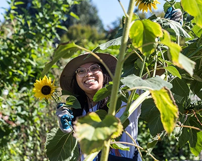 A woman in a sunhat smiles as she trims a tall sunflower stalk.