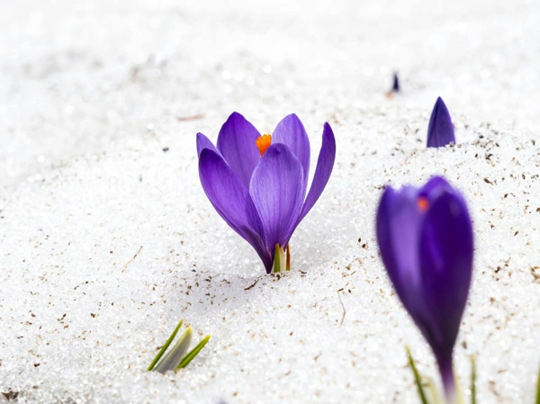 Purple flowers growing in the sand.