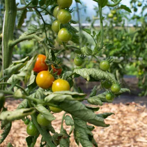 Cherry tomatoes ripening on the vine